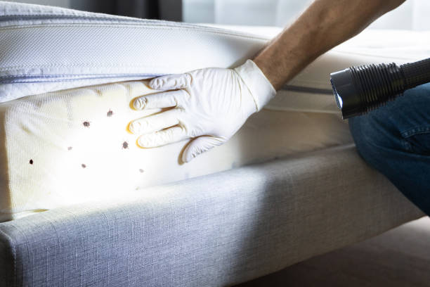 Best Pest Removal Services  in Bel Nor, MO